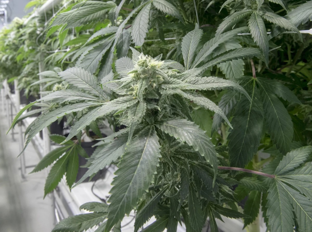 Farmaceuci mają kłopot z zamówieniem suszu Cannabis sativa, z którego produkuje się leki zawierające medyczną marihuanę. Partii wprowadzonej w tym roku na rynek, kończy się data ważności, a nowa nie została jeszcze zwolniona do obrotu - pisze wtorkowa "Rzeczpospolita".
