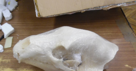 Nielegalny przewóz trzech czaszek zwierzęcych wykryli funkcjonariusze Służby Celno-Skarbowej podczas kontroli przesyłek zagranicznych w Przemyślu (Podkarpackie). "Uwagę funkcjonariuszy zwróciła paczka nadana w Rosji. "Zgodnie z deklaracją nadawcy miała ona zawierać czaszki niedźwiedzia wycenione na 120 USD" - powiedziała rzecznik 
Izby Administracji Skarbowej w Rzeszowie Edyta Chabowska.