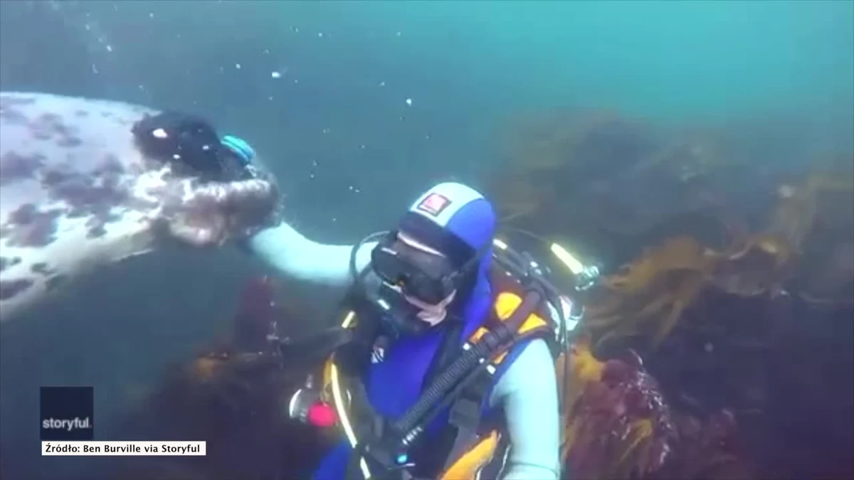 Nurek Ben Burville podczas jednej ze swoich podwodnych wypraw miał wyjątkowe szczęście. „Przyczepiła” się do niego foka. Ciekawskie zwierzę ocierało się o mężczyznę i wręcz nie chciało puścić! Ekspert ostrzega, że mimo „psiej” natury, fok nie powinno się dotykać ze względu na specyficzne bakterie, które mogą być groźne dla człowieka.