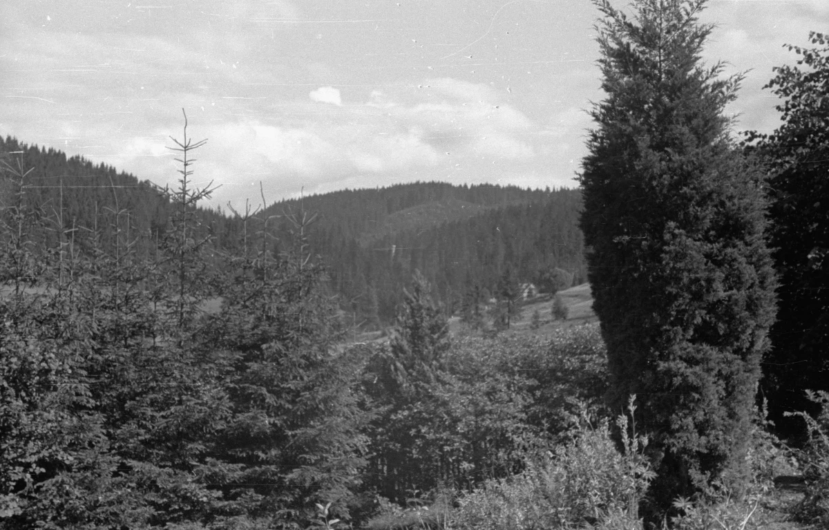 Akcja ratunkowa w paśmie Policy w masywie Hali Śmietanowej w Beskidzie Żywieckim. Na wysokości około 1200 m utknął turysta.