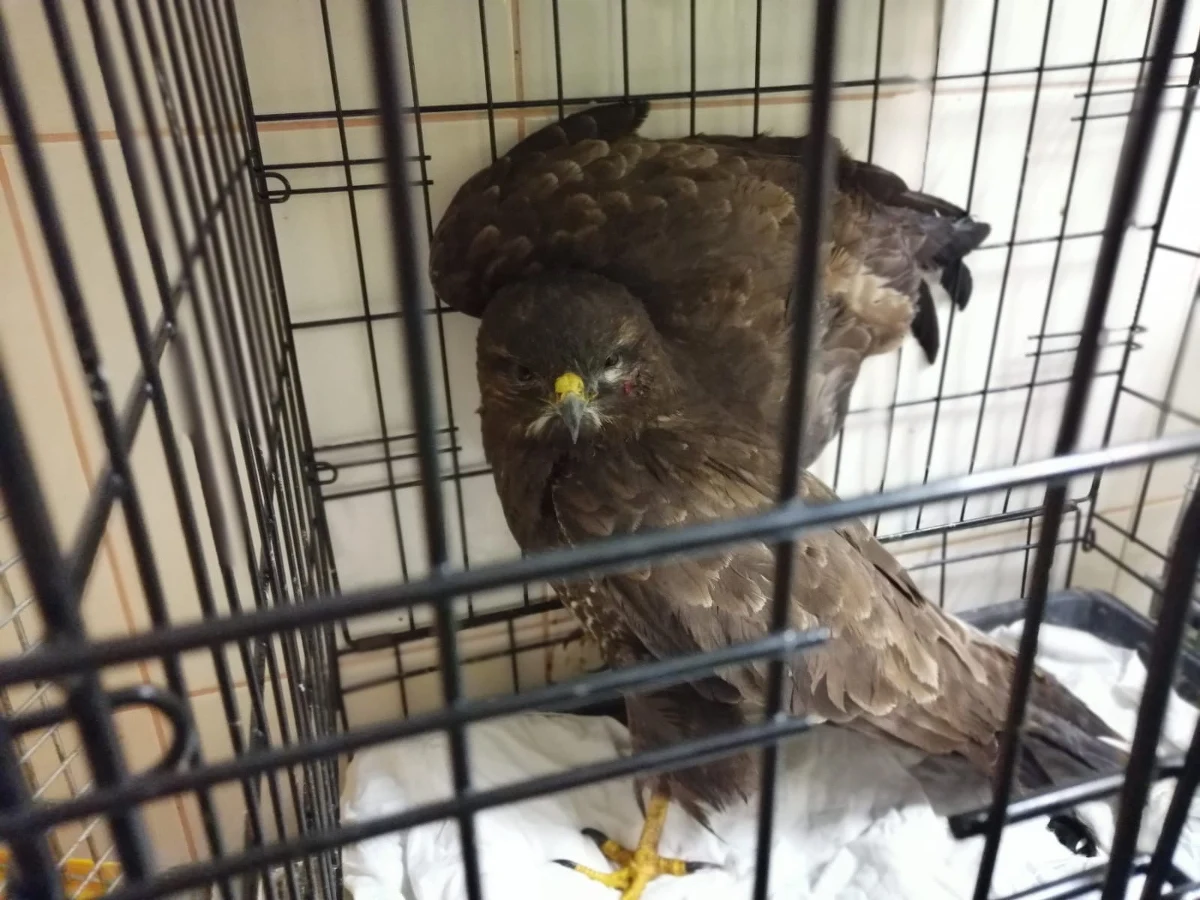 Nietypowa akcja ratunkowa w Gdańsku. Policjanci wydziału ruchu drogowego uratowali myszołowa. Najprawdopodobniej drapieżny ptak z rodziny jastrzębiowatych został potrącony przez samochód. Był o krok od śmierci. 