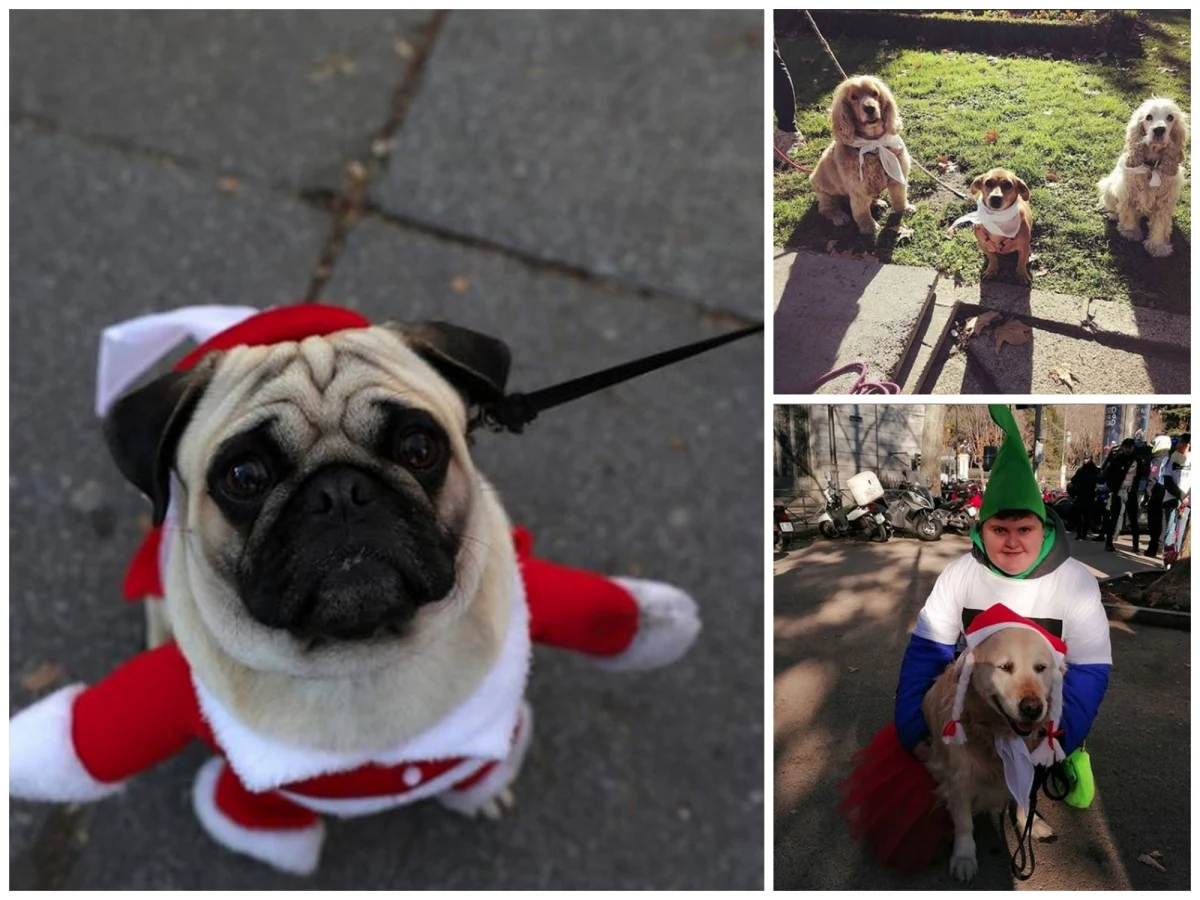 Kilkaset psów oraz ich właściciele wzięli udział w poniedziałek w centrum Madrytu w dorocznym marszu Sanperrestre przeciwko złemu traktowaniu zwierząt. Protest ma nakłonić władze Hiszpanii do wprowadzenia stosownych zmian w kodeksie karnym.