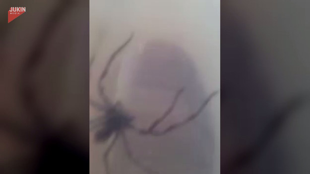 Pewien facet pomyślał, że byłoby śmiesznie przestraszyć córkę, pokazując jej olbrzymiego pająka, którego złapał. Finał?