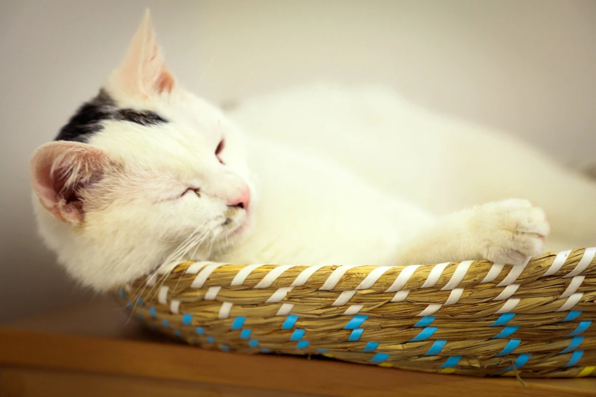 Sąd rodzinny zajmie się 10-letnim uczniem jednej ze szkół podstawowych w Elblągu w woj. warmińsko-mazurskim. Chłopiec nagrywał i publikował na portalu społecznościowym filmy, na których rzuca kotem. Zwierzęciu nic się nie stało. Sprawa trafi do sądu rodzinnego.