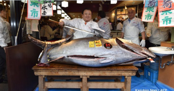 Ważący 276 kilogramów tuńczyk błękitnopłetwy uzyskał w niedzielę na noworocznej aukcji na tokijskim rynku Toyosu cenę 193,2 mln jenów (1,8 mln dol.) - podała agencja Kyodo. Nabywcą rekordowego okazu jest Kiyoshi Kimura, właściciel japońskiej sieci restauracji Sushizanmai.