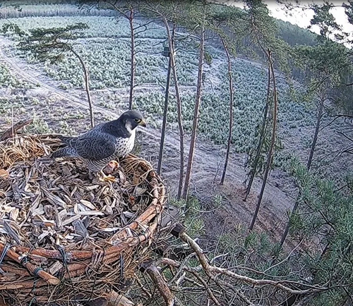 W pierwszych dniach nowego roku kamera, którą zainstalowano w sztucznym gnieździe w lasach żmigrodzkich na Dolnym Śląsku zarejestrowała pierwszą wizytę sokoła wędrownego. 