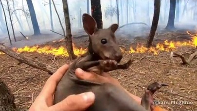 "Australia płonie. Potrzebujemy pomocy". Strażak ochotnik uratował kangurzątko z płomieni [ZOBACZ FILM]