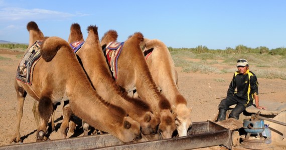 10 000 wielbłądów zostanie odstrzelonych w zmagającej się z suszą i pożarami Australii. 