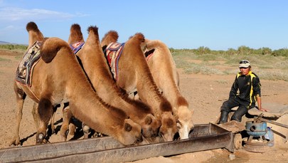 Australia płonie. 10 000 wielbłądów do odstrzału. Piją za dużo wody