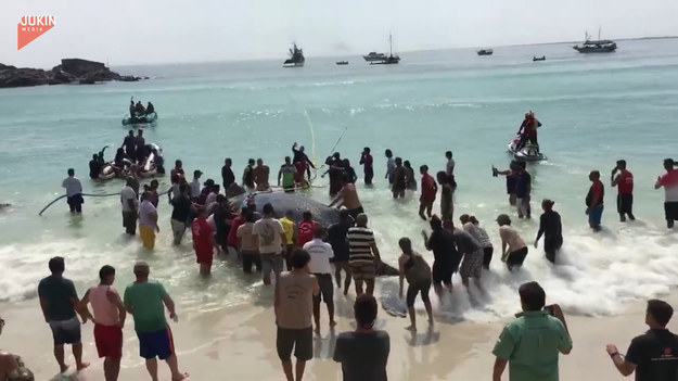Duża grupa ludzi pomogła wrócić wielorybowi do morza. Oglądajcie. 