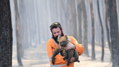 W Australii zginęło miliard zwierząt. Jedna trzecia Wyspy Kangura spalona