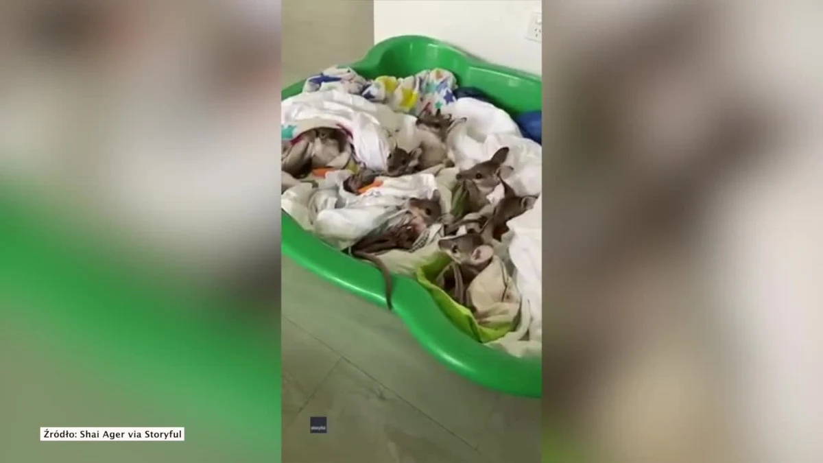 Nowo narodzone kangury przechodzą rehabilitację w ośrodku dla zwierząt w mieście Cairns na północy Australii. Zdaniem weterynarzy, matki młodych ucierpiały w wyniku pożarach buszu szalejących na kontynencie. Część z nich mogła porzucić noworodki ze względu na szok spowodowany oparzeniami. Pożary w Australii objęły do tej pory ponad 8 milionów hektarów buszu i zabiły co najmniej 25 osób. 