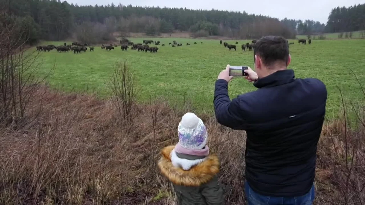 Nie trzeba jechać do Białowieży, by zobaczyć żubry i to wyjątkowo liczne stado. Kilkadziesiąt osobników pojawiło się na łące tuż przy drodze w miejscowości Stara Kamionka w woj. podlaskim. Żubrom niespecjalnie przeszkadza towarzystwo ludzi ani przejeżdżające samochody. Leśnicy ostrzegają jednak, by zbytnio się do nich nie zbliżać.