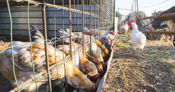 Jest podejrzenie ptasiej grypy w dwóch gospodarstwach w powiecie ostrowskim w Wielkopolsce. W miejscowości Słaborowice padło 21 tys. kaczek i kaczorów, a w gospodarstwie w Ostrowie Wielkopolskim - 9 tys. kaczek.