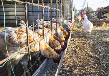 Podejrzenie ptasiej grypy w dwóch kolejnych gospodarstwach w Wielkopolsce