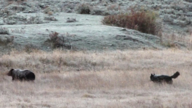 Nagranie z Wyoming wzbudziło dużą ciekawość. Bowiem widać na nim ,niedźwiedzia grizzly, który zaprzyjaźnił się z watahą wilków. 