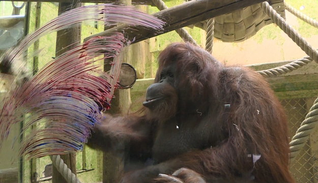 Orangutan wciela się w artystę i tworzy niesamowite malowidła. 