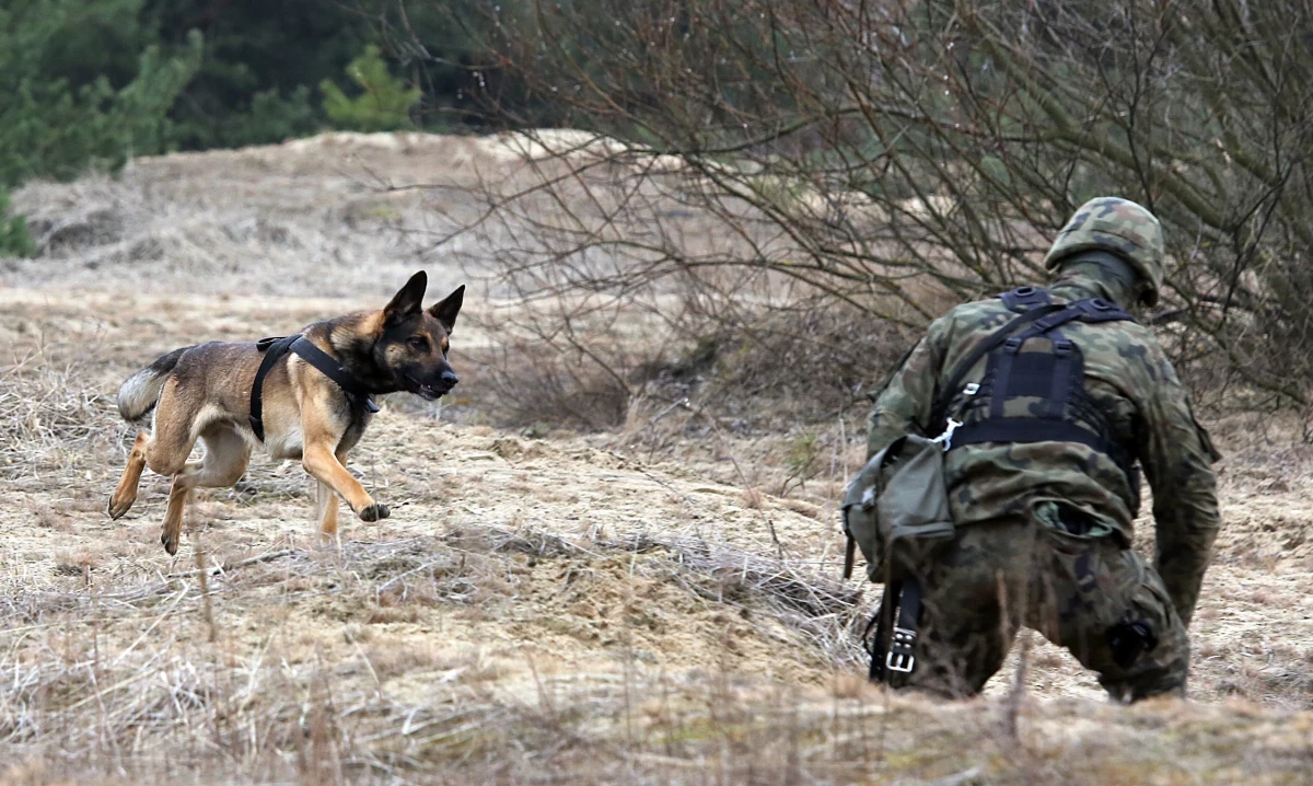 Labradory, owczarki niemieckie, setery czy teriery będą wkrótce służyły w Wojskach Obrony Terytorialnej – poinformowała piątkowa "Rzeczpospolita".