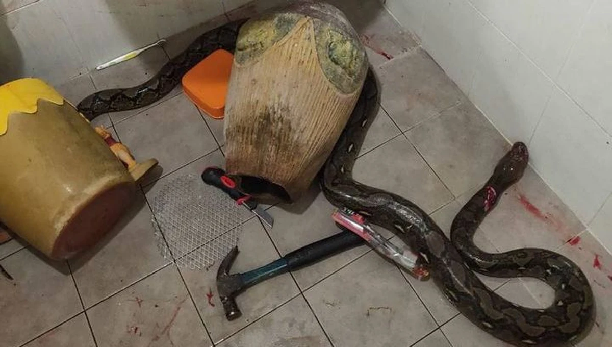 To nie jest informacja dla ludzi o słabych nerwach. 50-letnia mieszkanka Tajlandii została ugryziona w pośladek przez pytona, kiedy poszła… za potrzebą do toalety. 