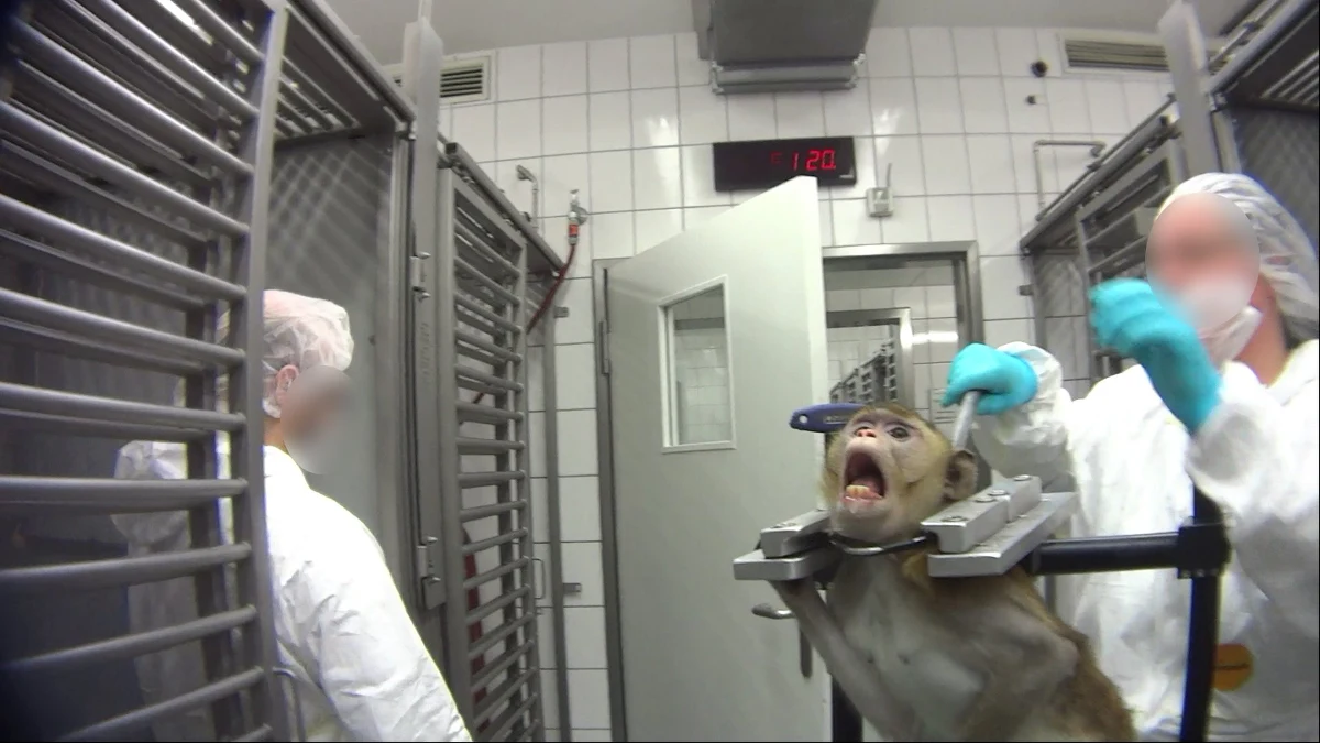 O niemieckim laboratorium z siedzibą w Hamburgu zrobiło się głośno jesienią 2019 roku, kiedy obrońcy praw zwierząt ujawnili szokujące nagranie. Na filmie widać małpy w metalowych uprzężach oraz zakrwawione psy i koty pozostawione na śmierć. W laboratorium, na zlecenie koncernów kosmetycznych, chemicznych i farmaceutycznych, przeprowadzano testy na zwierzętach. Teraz po 50 latach działalności zostało zamknięte.