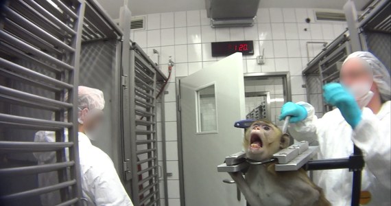 O niemieckim laboratorium z siedzibą w Hamburgu zrobiło się głośno jesienią 2019 roku, kiedy obrońcy praw zwierząt ujawnili szokujące nagranie. Na filmie widać małpy w metalowych uprzężach oraz zakrwawione psy i koty pozostawione na śmierć. W laboratorium, na zlecenie koncernów kosmetycznych, chemicznych i farmaceutycznych, przeprowadzano testy na zwierzętach. Teraz po 50 latach działalności zostało zamknięte.