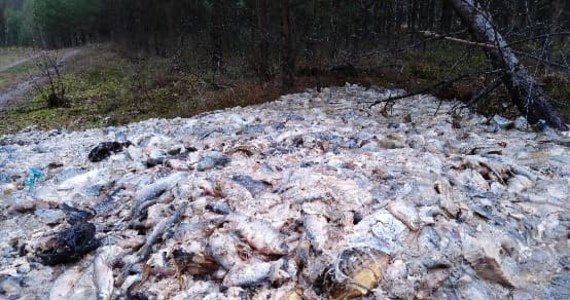 700 kilogramów ryb i wnętrzności zostało wyrzuconych w lesie w Przymuszewie w województwie pomorskim. Nie wiadomo, kto jest za to odpowiedzialny. Nadleśnictwo powiadomił spacerowicz.
