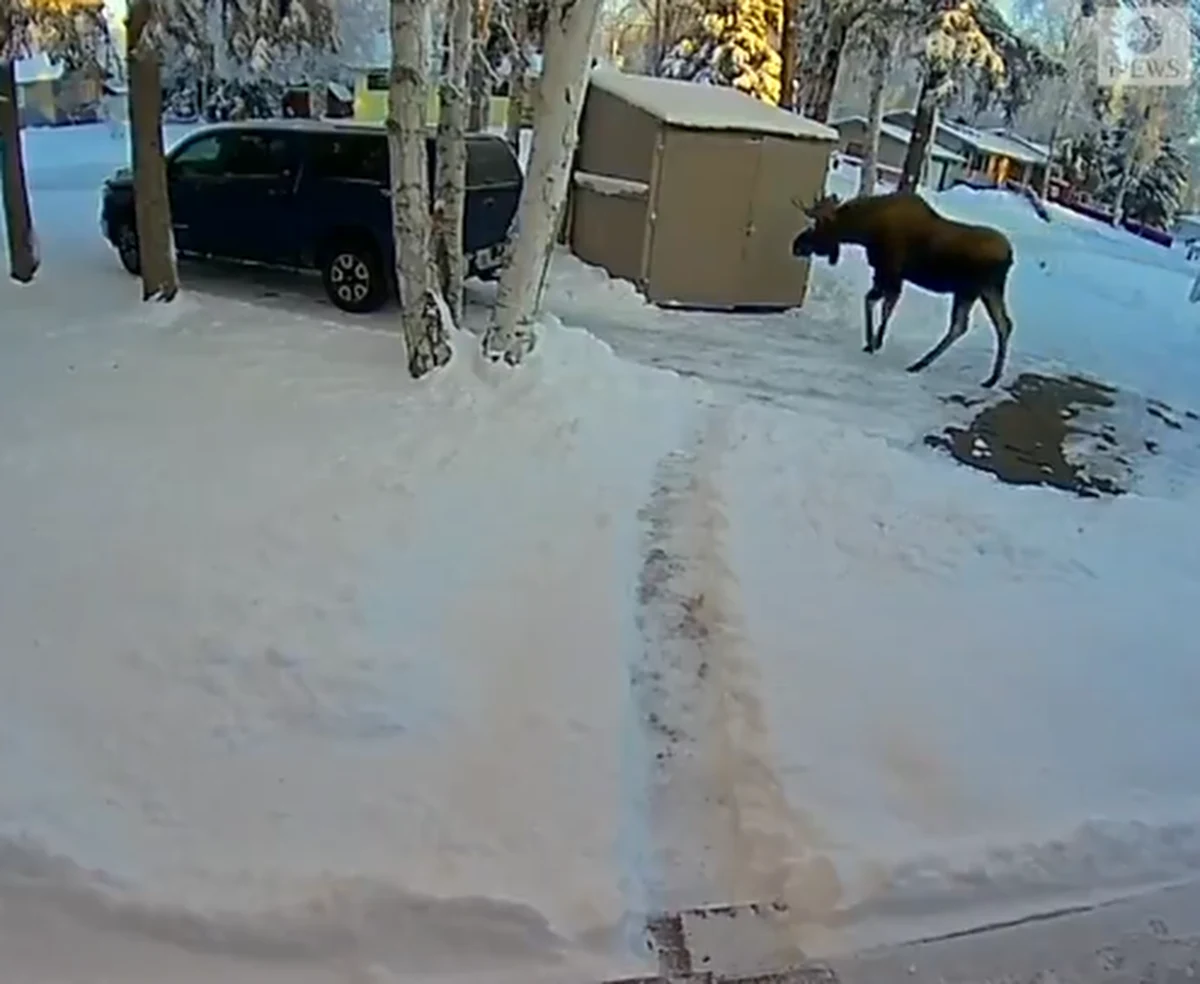 Łoś - zaskoczył mężczyznę, który szedł wyrzucić śmieci. Co prawda na Alasce takie sytuacje nie są czymś wyjątkowym, ale... nie przesadzajmy. Nie dochodzi do nich każdego dnia. 
