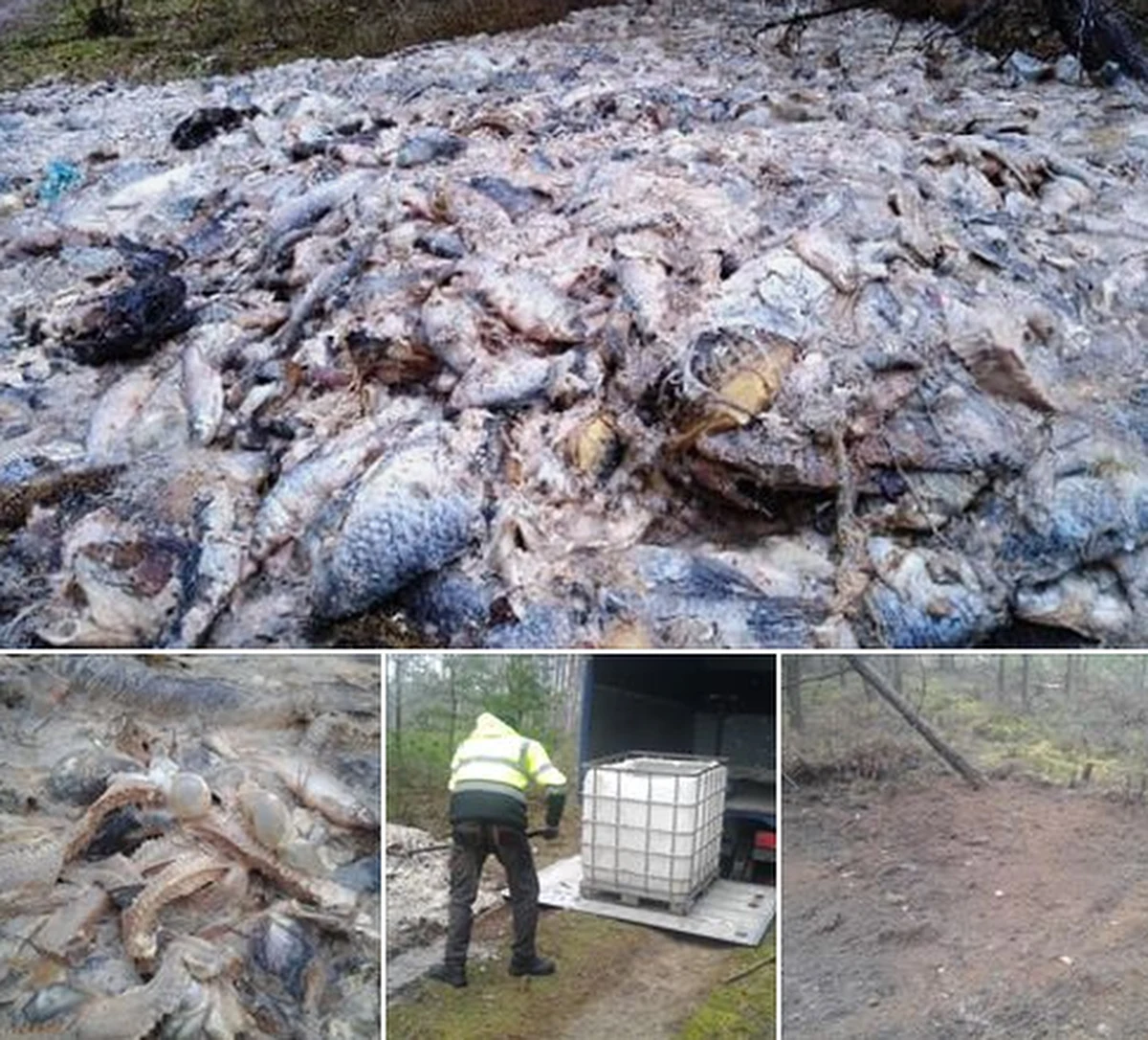 Straż Leśna chce, żeby policja pomogła szukać sprawcy zanieczyszczenia lasu w Przymuszewie niedaleko Chojnic na Pomorzu. Jak dowiedział się reporter RMF FM leśnicy złożą w tej sprawie zawiadomienie o możliwości popełnienia przestępstwa. 