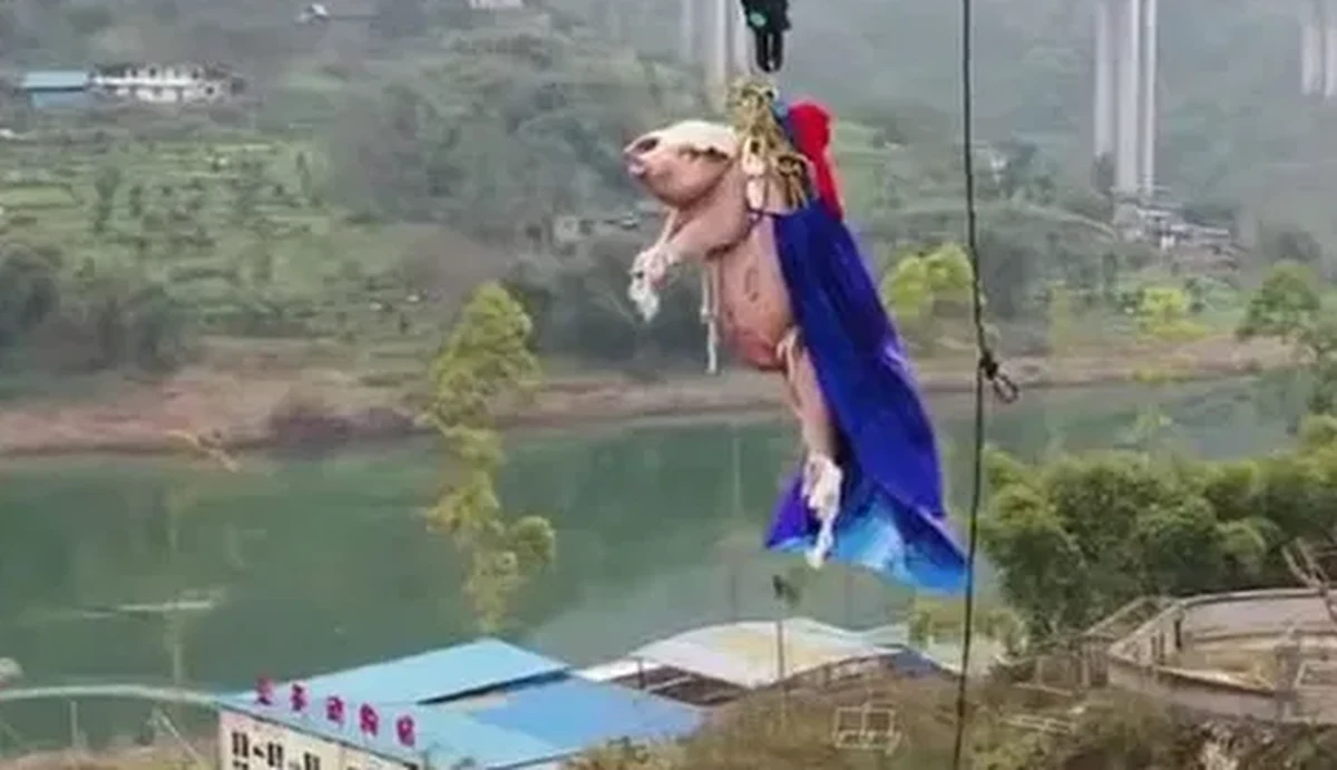 W mediach społecznościowych zawrzało po tym, jak w internecie pojawiło się nagranie, na którym widać, jak świnia zrzucana jest na linie bungee. Miało to miejsce w parku rozrywki w Chinach. "Ludzie to najgorsze świnie", „Ludzie są gorsi od zwierząt" – piszą internauci.