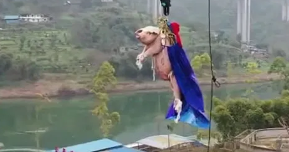W mediach społecznościowych zawrzało po tym, jak w internecie pojawiło się nagranie, na którym widać, jak świnia zrzucana jest na linie bungee. Miało to miejsce w parku rozrywki w Chinach. "Ludzie to najgorsze świnie", „Ludzie są gorsi od zwierząt" – piszą internauci.