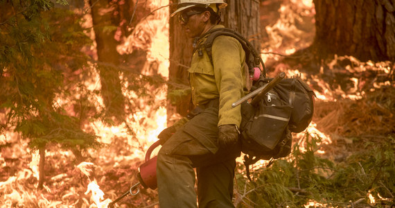 "Jeśli chce się zapobiegać katastrofalnym pożarom, takim jak w Australii, trzeba na większą skalę stosować planowe wypalanie terenu" - piszą na łamach czasopisma "Nature Sustainability" naukowcy z Uniwersytetu Stanforda w Kalifornii. Ich analiza może się władzom Australii przydać, bo zarówno klimat, roślinność, jak i uwarunkowania prawne są w Kalifornii podobne. Zdaniem autorów pracy - planowe wypalanie terenów jest efektywnym i bezpiecznym sposobem zabezpieczania się przed katastrofalnymi uderzeniami żywiołu.