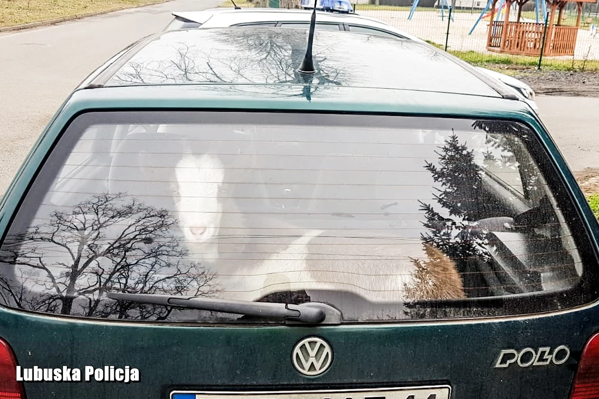 Do 5 lat więzienia może grozić 33-latkowi, który po pijanemu prowadził volkswagena polo, w którym wiózł znajomego i kozę - poinformowała we wtorek sierż. Klaudia Richter z Komendy Powiatowej Policji w Sulęcinie.