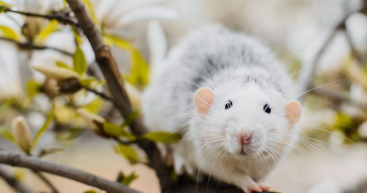 Adoptuj zwierzaka z laboratorium. Rusza nowy program adopcyjny