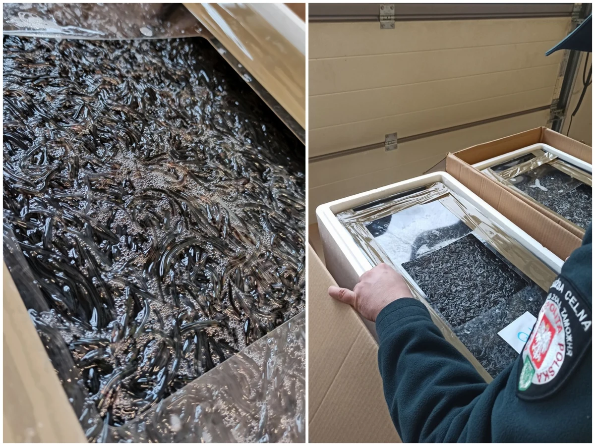 Na przejściu granicznym w Budomierzu na Podkarpaciu udaremniono nielegalny przewóz młodego węgorza europejskiego – ryby chronionej na mocy Konwencji Waszyngtońskiej - CITES. Wartość rynkowa węgorza może sięgać nawet 2,5 tys. euro za kilogram.