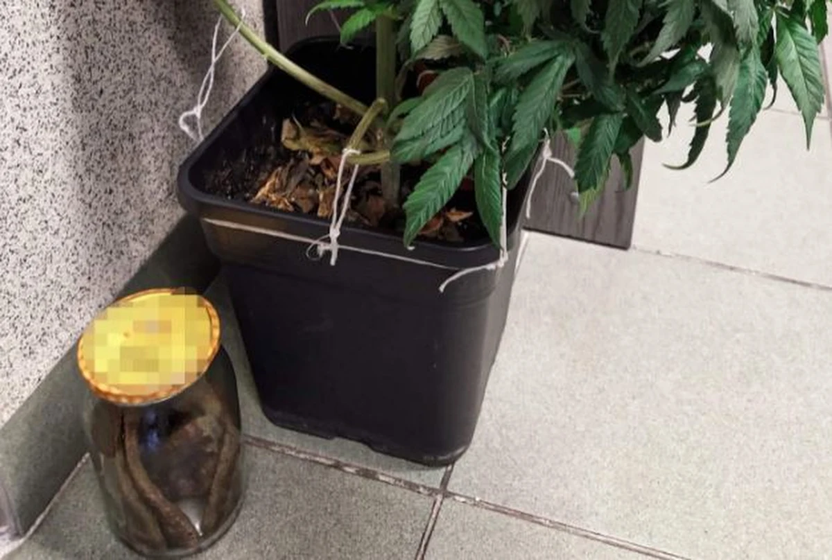 Białostocka policja zatrzymała 28-latka za posiadanie, produkcję i udzielanie narkotyków. Mężczyzna wpadł, kiedy jego matka została przewieziona do szpitala po zjedzeniu przygotowanej przez syna kolacji. Do naleśników 28-latek dodał marihuanę. Jak tłumaczył: chciał, żeby mama lepiej się poczuła.