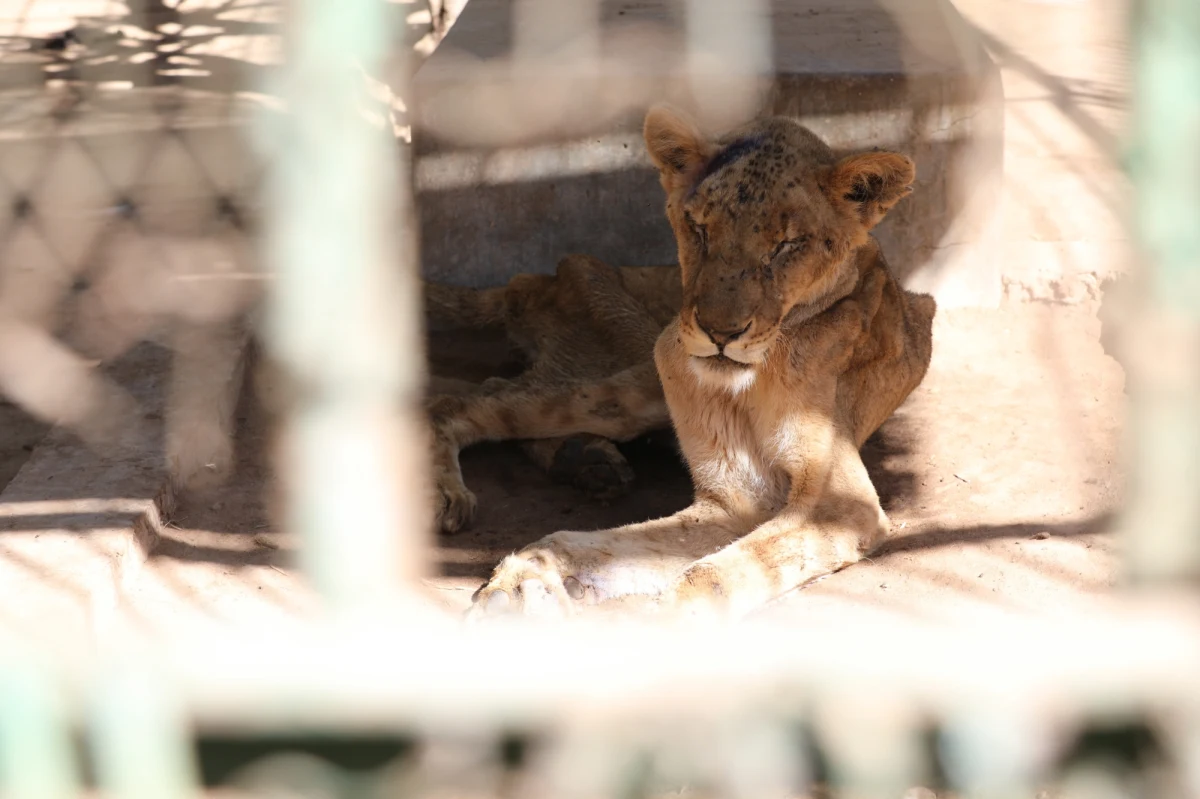 Zdjęcia pięciu lwów umierających z głodu, zamkniętych w klatkach w parku w Chartumie obiegły cały świat. Opublikował je Osman Salih, adwokat ze stolicy Sudanu. Liczył na odzew, ale aż takiego się nie spodziewał. Tysiące ludzi na całym świecie podawało zdjęcia w mediach społecznościowych. W ten sposób powstała kampania, mająca na celu ich uratowanie. Każdy może adoptować lwa. Niestety, dla jednej lwicy pomoc przyszła za późno.