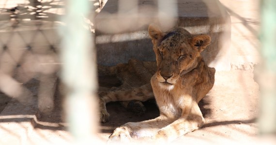 Zdjęcia pięciu lwów umierających z głodu, zamkniętych w klatkach w parku w Chartumie obiegły cały świat. Opublikował je Osman Salih, adwokat ze stolicy Sudanu. Liczył na odzew, ale aż takiego się nie spodziewał. Tysiące ludzi na całym świecie podawało zdjęcia w mediach społecznościowych. W ten sposób powstała kampania, mająca na celu ich uratowanie. Każdy może adoptować lwa. Niestety, dla jednej lwicy pomoc przyszła za późno.