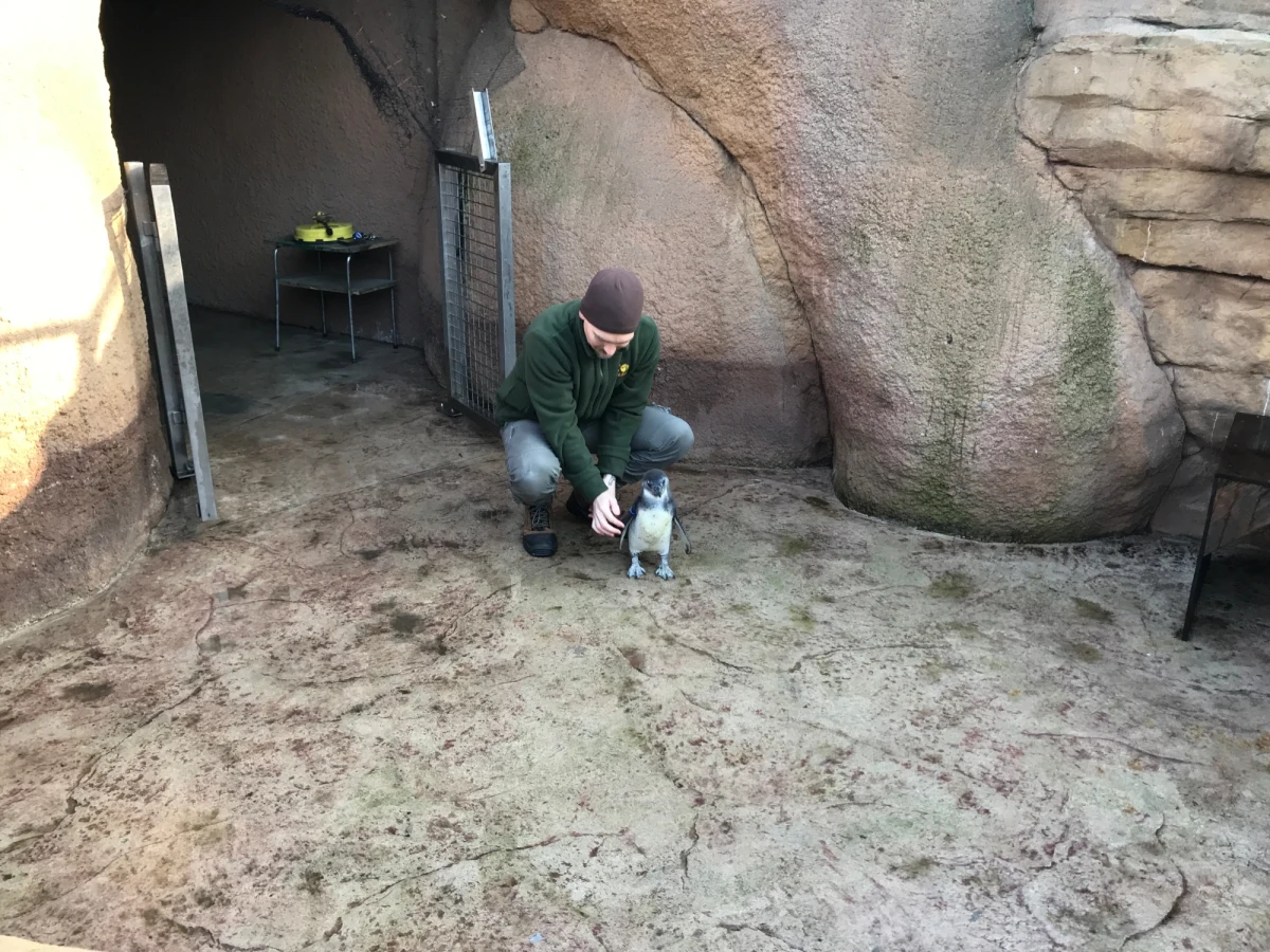 Wygląda jak mała szara kulka z kawałkiem dzioba. Nie wiemy jeszcze, jakiej jest płci - mówi prezes wrocławskiego ogrodu zoologicznego Radosław Ratajszczak. 