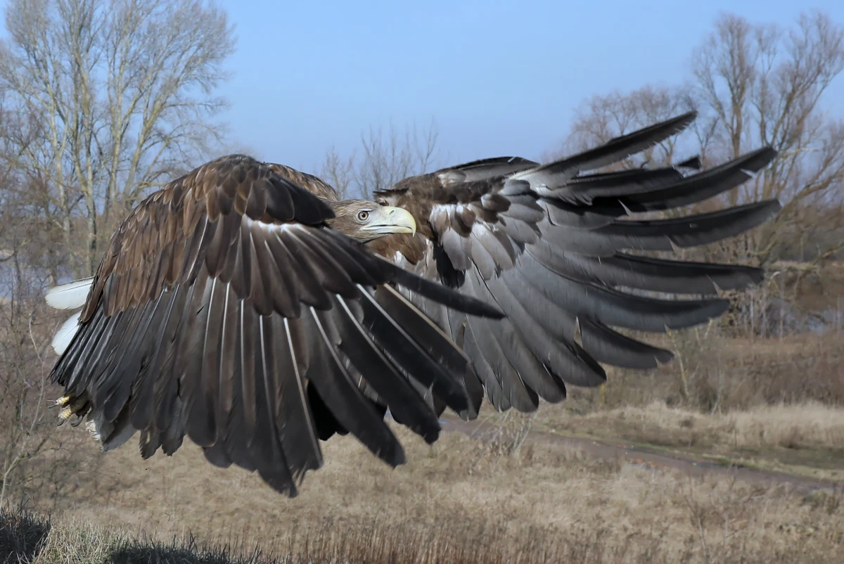 W Nadleśnictwie Prudnik znaleziono otrutego bielika - poinformował rzecznik prasowy Regionalnej Dyrekcji Lasów Państwowych w Katowicach. Zdaniem leśników, ktoś celowo podrzuca ptakom zatrutą karmę.
