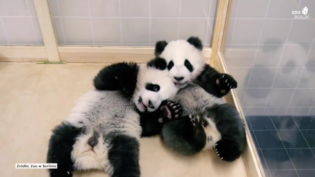 Pandy Meng Xiang i Meng Yuan wkrótce po raz pierwszy zostaną przedstawione zwiedzającym w berlińskim zoo. Zwierzęta, które przyszły na świat 31 sierpnia 2019 czują się dobrze i rozwijają prawidło. Pandy w ostaniach dniach przeszły badania medyczne, a także zostały zachipowane.