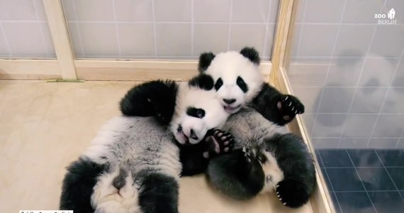 Pandy Meng Xiang i Meng Yuan wkrótce po raz pierwszy zostaną przedstawione zwiedzającym w berlińskim zoo. Zwierzęta, które przyszły na świat 31 sierpnia 2019 czują się dobrze i rozwijają prawidło. Pandy w ostaniach dniach przeszły badania medyczne, a także zostały zachipowane.