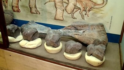 W Argentynie odkryto skamieliny ostatnich dinozaurów na Ziemi. Żyły około 70 mln lat temu