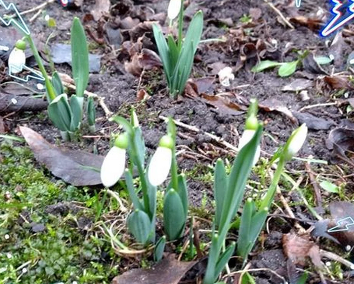 W lasach Nadleśnictwa Wichrowo na Warmii zakwitły pierwsze w tym roku przebiśniegi. Według leśników zwiastunami wyjątkowo wcześnie nadchodzącej wiosny są również obserwowane tam przeloty żurawi i dzikich gęsi.