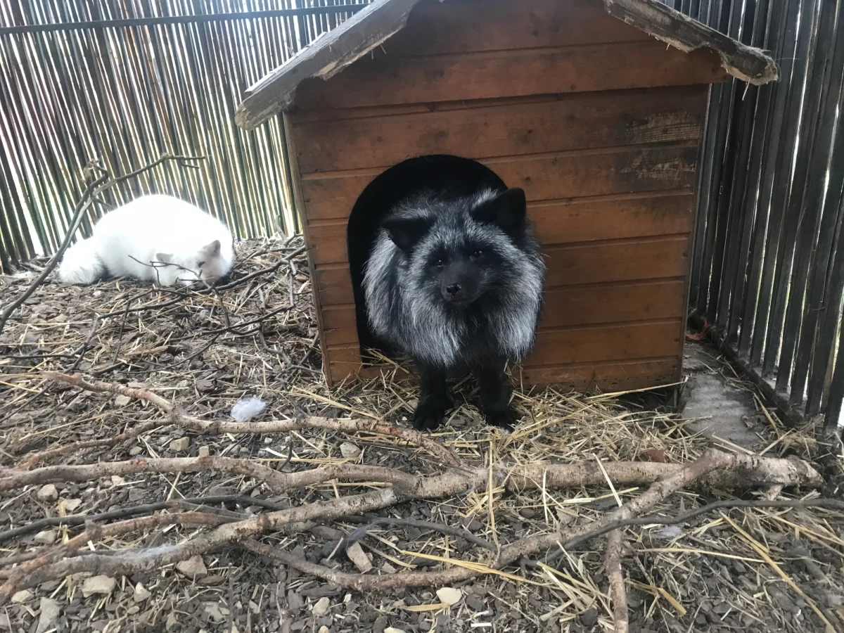 Od 20 lat opiekują się zwierzętami. W Ćwiklicach niedaleko Pszczyny w Śląskiem działa przytulisko, które ma pod swoją opieką około 500 różnych zwierząt. Część z nich została porzucona, inne są chore, jeszcze inne odebrano właścicielom lub uratowano. W przytulisku najwięcej jest koni.