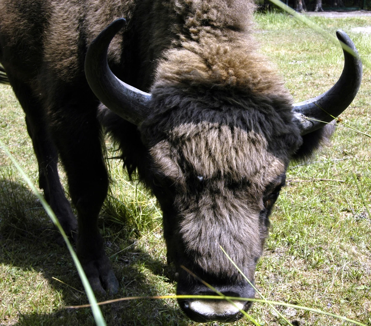 Policjanci ze Słupska zatrzymali dwie osoby w sprawie zabicia żubra. Zwierzę pozbawione głowy zostało znaleziono w listopadzie 2019 r. w miejscowości Dąbrówno w powiecie słupskim. 