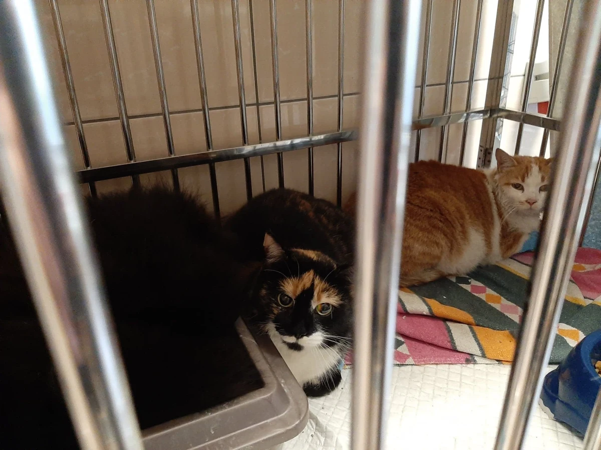 Strażacy z miejscowości Zawada na Lubelszczyźnie zostali wezwani do pożaru domu. Nie byłoby pewnie w tym nic dziwnego, gdyby nie to, że interwencja zakończyła się uratowaniem trzech kotów. 
