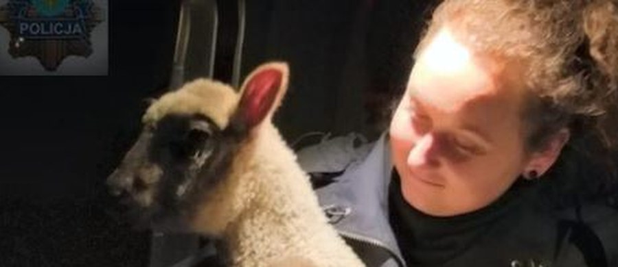 Policjanci z Opola uratowali zagubioną owieczkę, która w nocy błąkała się po skrzyżowaniu w pobliżu centrum handlowego - poinformowało biuro prasowe KW Policji w Opolu.