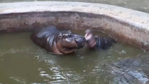Ten młody hipopotam próbuje zwrócić uwagę swojej matki. Bezskutecznie?