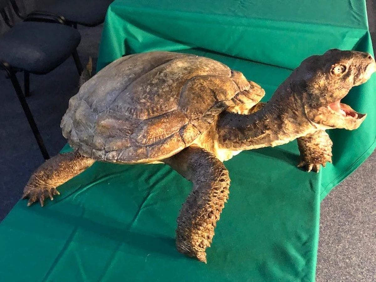 Polscy naukowcy stworzyli model jednego z najstarszych żółwi świata. Zrobili to na podstawie szczątków znalezionych w Porębie koło Zawiercia.