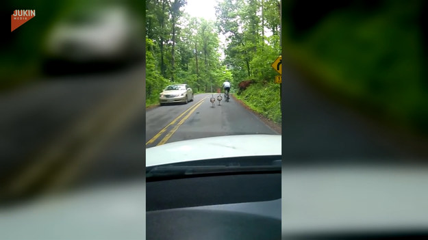 Mężczyzna kierujący samochodem natrafił na taki oto obrazek. Mężczyzna jechał spokojnie rowerem, gdy nagle z lasu wybiegła para dzikich indyków i zaczęła go gonić. Finał?